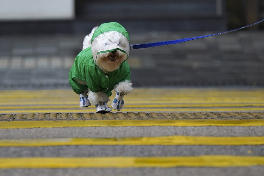 A dog wearing a raincoat crosses a street in Tsim Sha Tsui during a cold spell on February 20. Photo: Sam Tsang