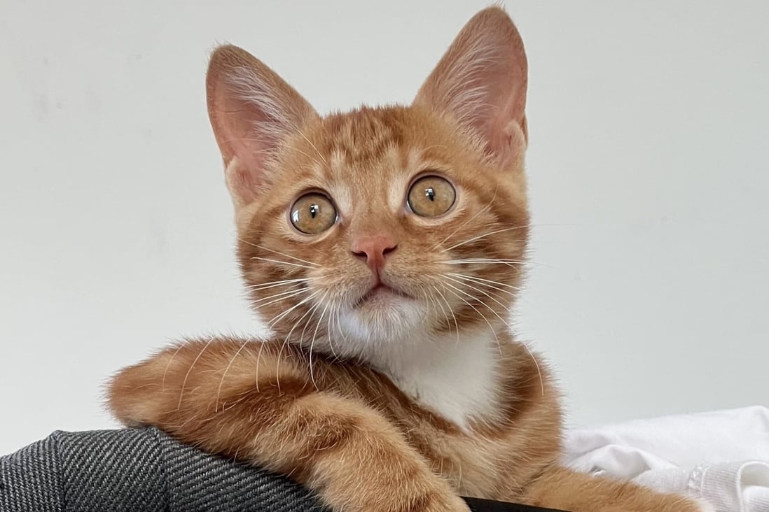 Ying Chengtuo, who hadn’t eaten fruits for days amid Shanghai’s lockdown, offered his neighbour 30 minutes of play time with his cat (pictured) in exchange for three oranges. Photo: Ying Chengtuo