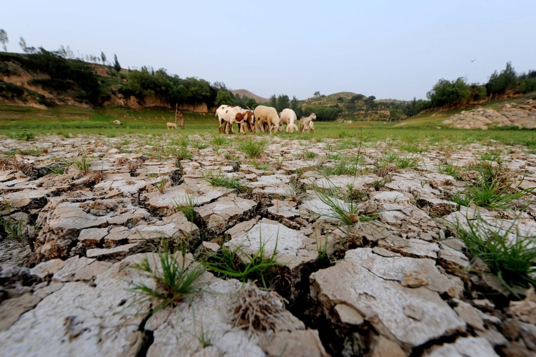 Sheep graze in a dried-up reservoir during a drought in  China’s Henan province. Photo: Xinhua 