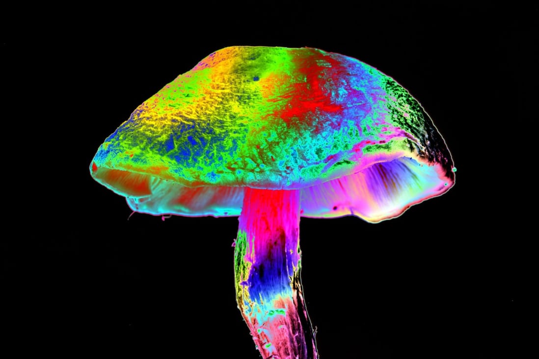 Có nguồn gốc từ “nấm ma thuật”, psilocybin là một trong số các hợp chất gây ảo giác, bao gồm cả LSD, hiện đang được các nhà nghiên cứu kiểm tra để sử dụng trong y tế.  Ảnh: Getty Images / Thư viện ảnh khoa học