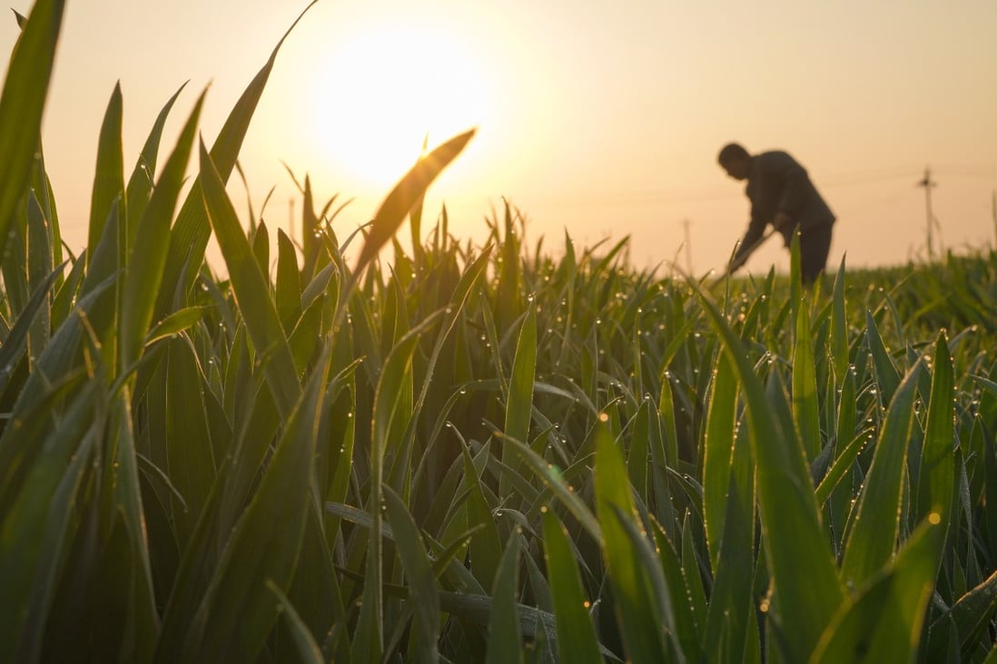 How China’s food security challenges shape its decisions at home and abroad thumbnail