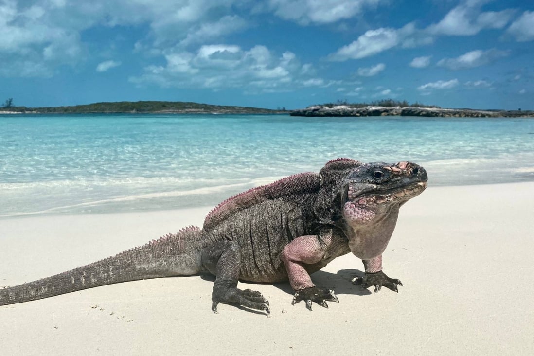 Các nhà nghiên cứu cho biết, khách du lịch cho cự đà đá ăn nho trên các hòn đảo xa xôi ở Bahamas đã mang lại cho chúng một chiếc răng ngọt ngào và các vấn đề về lượng đường trong máu cao.  Ảnh: AFP / Erin Lewis / Công ty các nhà sinh vật học  
