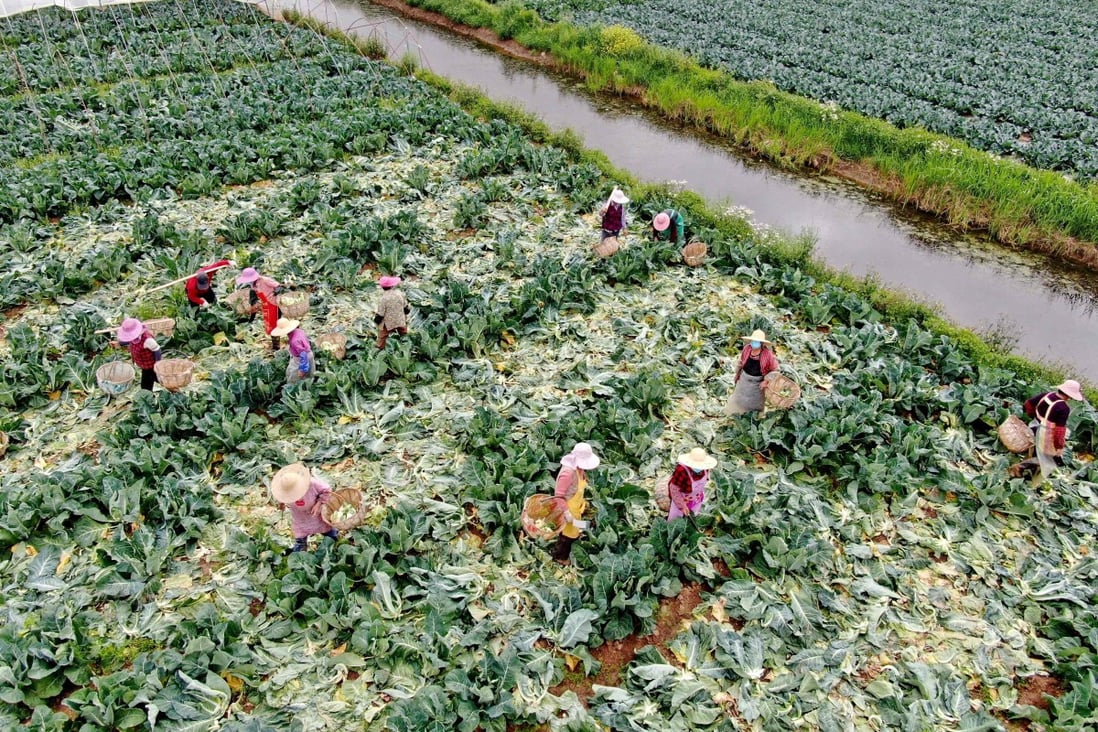 Farmers in eastern China’s Jiangsu province harvest cauliflower on Sunday. The crops, bound for Shanghai, are critically important as the city remains on lockdown due to coronavirus cases. Photo: AFP