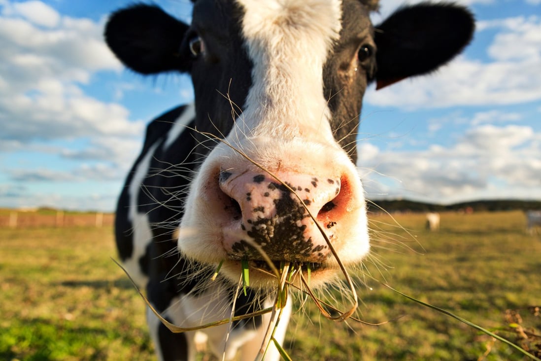The masks use state of the art technology to reduce the emissions of toxic greenhouse gases emitted by cows’ mouths and nostrils. Photo: Getty