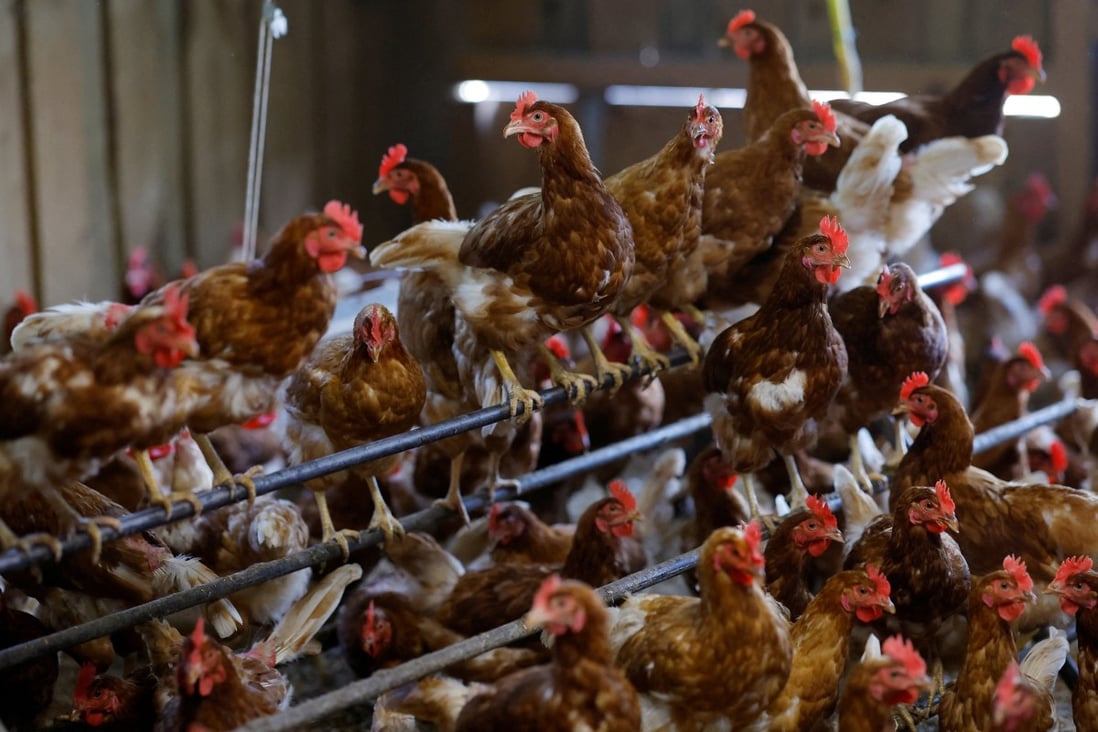 Egg-laying hens at an organic poultry farm in Corcoue-sur-Logne, France, on April 13. These birds, which are usually allowed to roam outdoors, are under lockdown indoors as the government seeks to prevent the spread of avian flu. Photo: Reuters