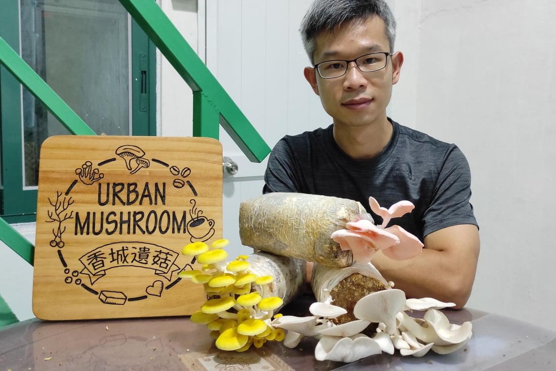 Russell Kong is the founder of Urban Mushroom, which produces sustainably grown mushrooms for the people of Hong Kong. Photo: Urban Mushroom