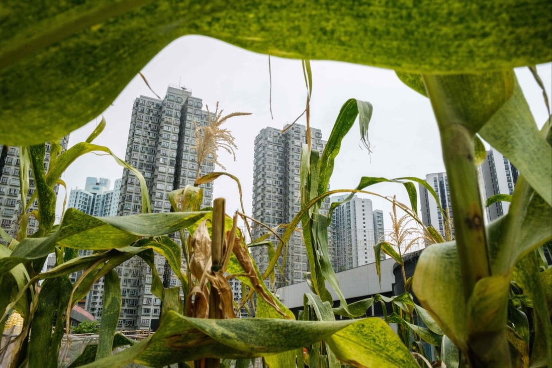 Residential buildings are seen beyond leaves of plants growing on a rooftop garden at the Metropole Plaza shopping mall in North Point, Hong Kong, on March 4, 2021. Photo: AFP