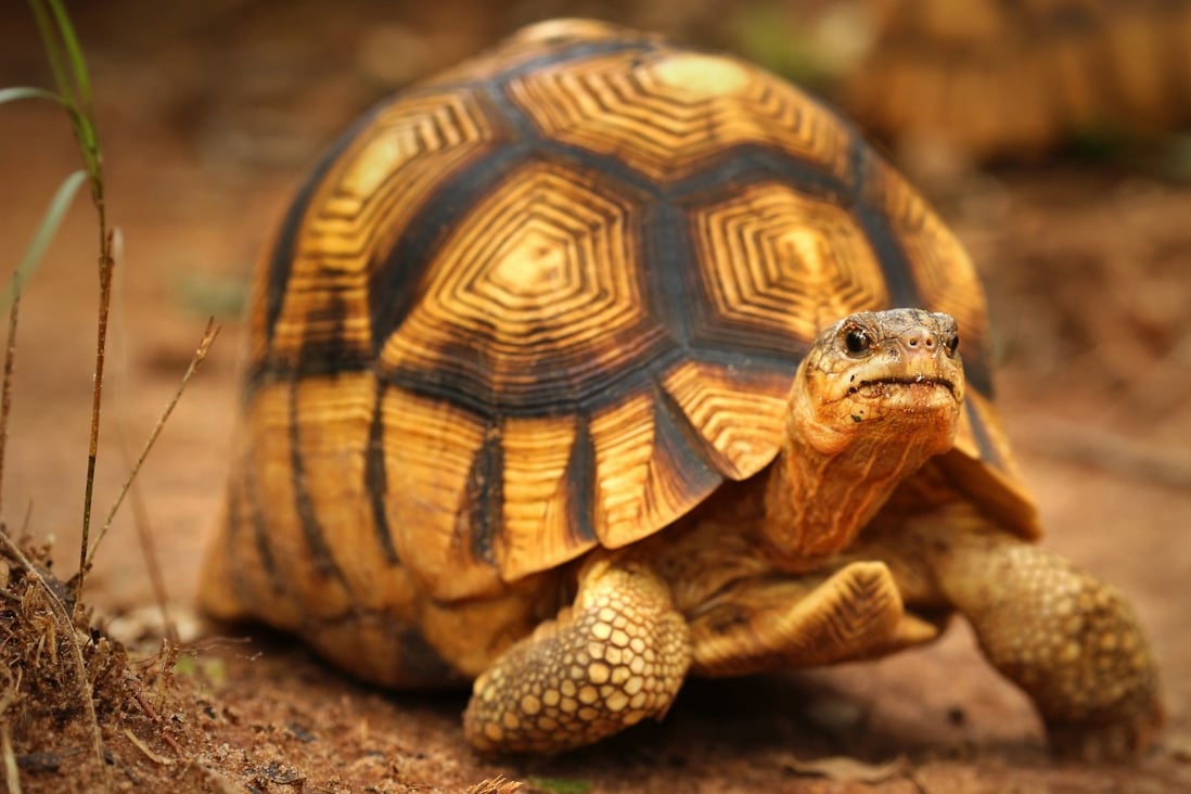 The Ploughshare tortoise is a critically endangered species known to be one of the world’s rarest species of tortoise native to Madagascar. Photo: Shutterstock