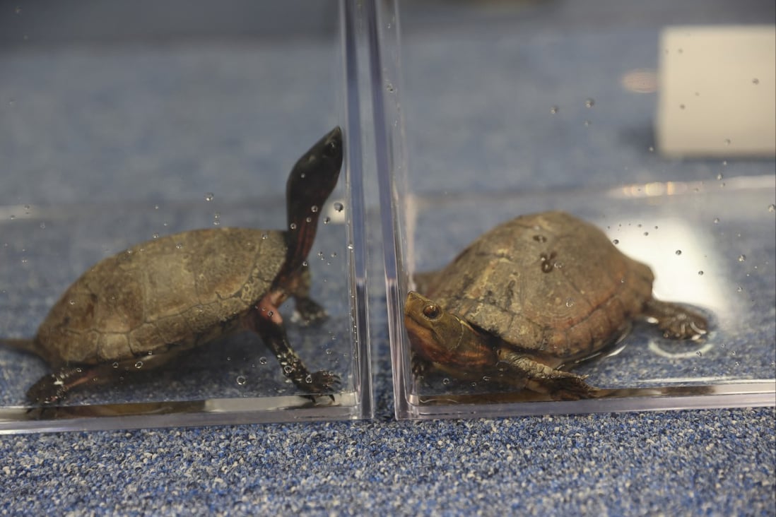 2 arrested in Hong Kong for keeping 31 turtles of rare species, in largest  case of illegal possession of such endangered animals in city | South China  Morning Post