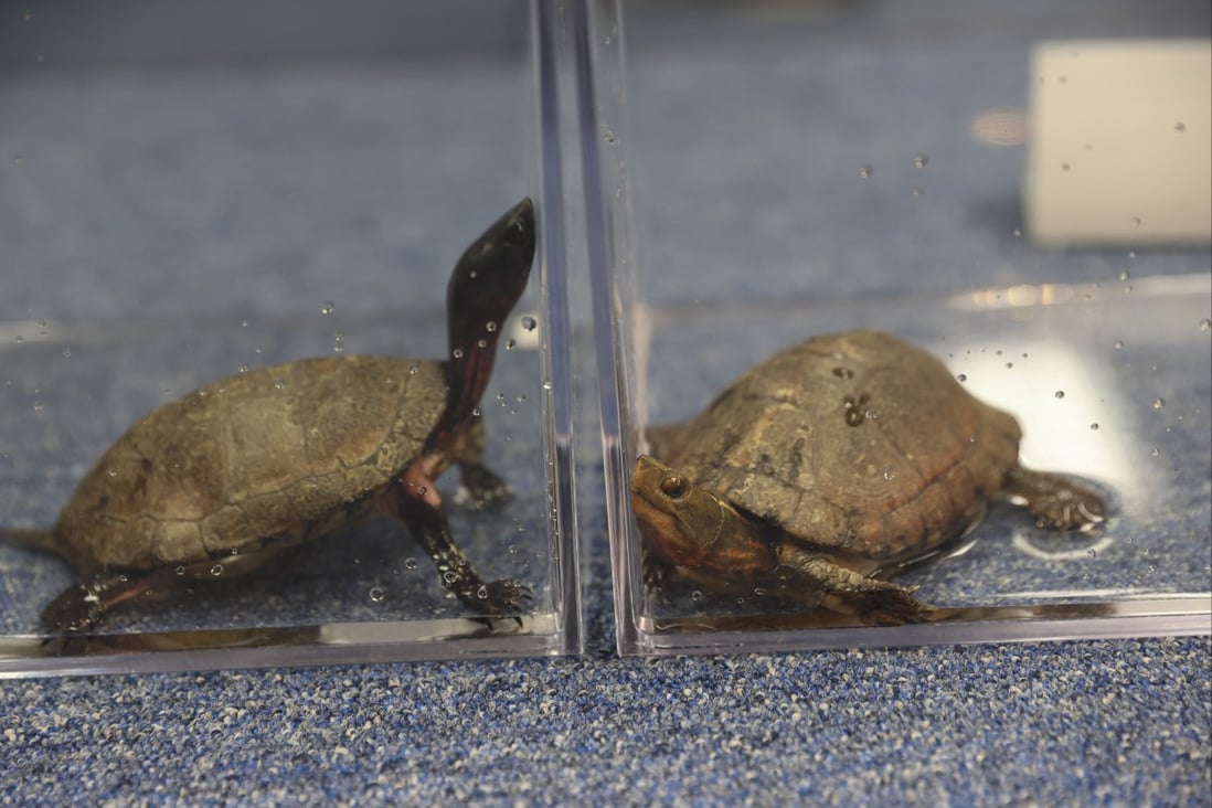 2 arrested in Hong Kong for keeping 31 turtles of rare species, in ...