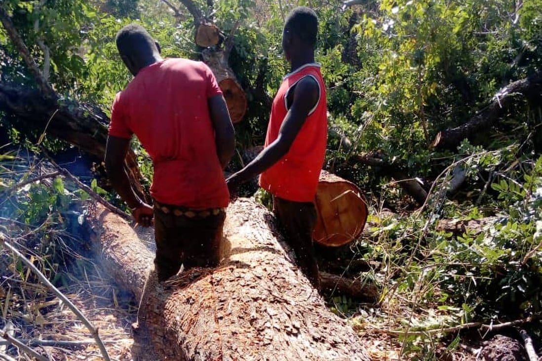 The redwood trade has led to a decline in kosso populations in Mali’s southern forest regions, according to the EIA. Photo: Handout