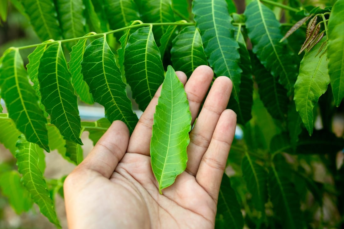 Neem leaves as a paste are used to treat head lice, skin diseases, wounds and skin ulcers in many parts of Asia. Neem leaf powder can be taken internally and applied externally to the skin for allergies. Photo: Getty Images/EyeEm