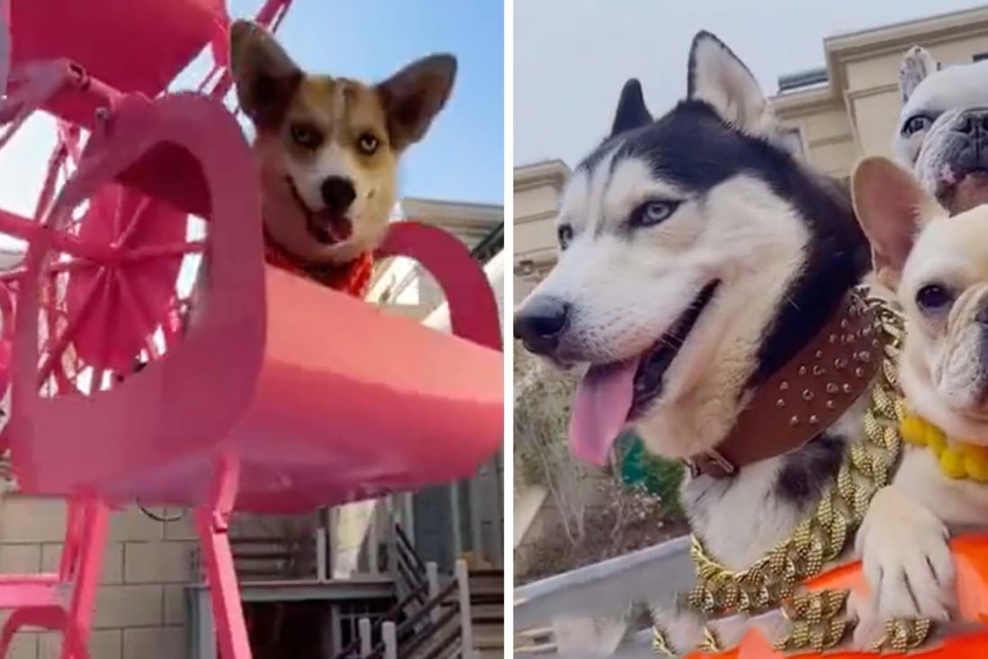 A man’s childhood dream comes true after he builds a luxury home for his dogs that has a pool, disco and an amusement park with a Ferris wheel. Photo: SCMP Artwork