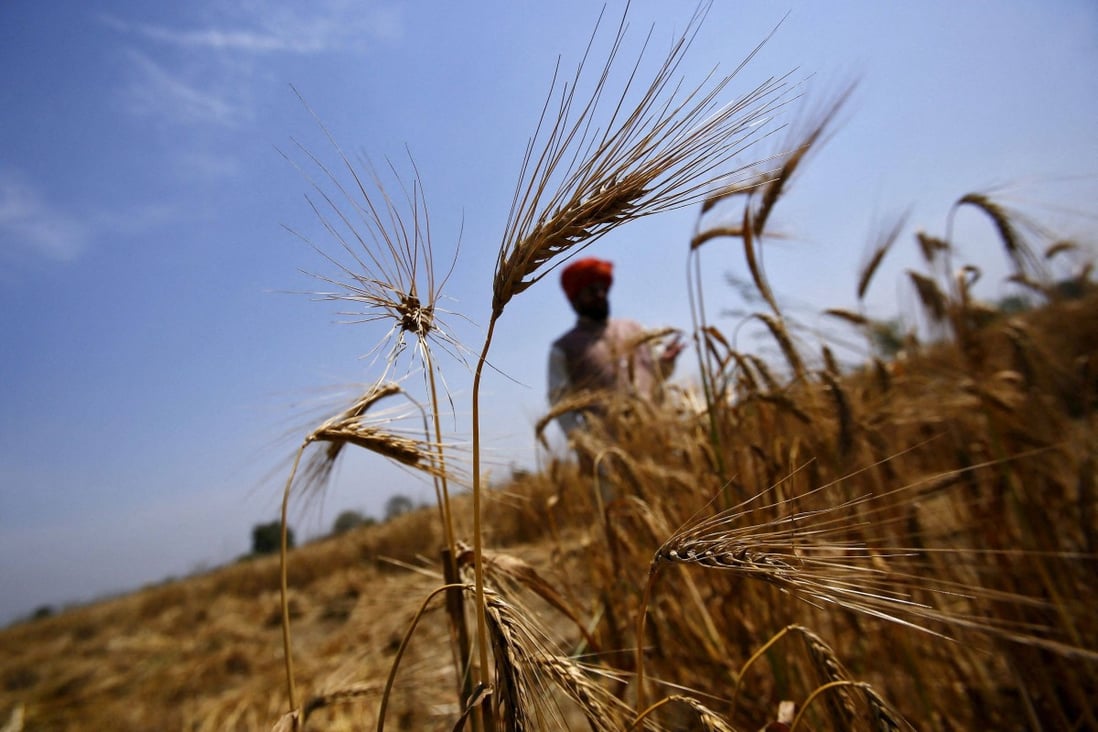 A farmer stands in his wheat field, which was damaged by unseasonal rains, in the northern Indian state of Uttar Pradesh. Photo: Reuters