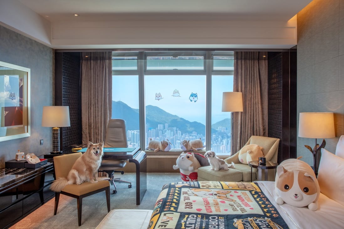 Hong Kong hotels are offering staycation packages for Hongkongers unwilling to travel overseas. Above: the Pawfect Stay in the puppy-styled theme room at the Ritz-Carlton, Hong Kong. Photo: The Ritz-Carlton Hong Kong