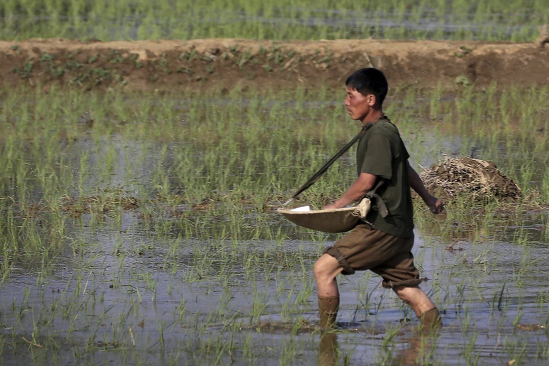 A farmer fertilises rice seedlings in fields located along a highway in Pyongyang, North Korea, in 2017. Photo: AP