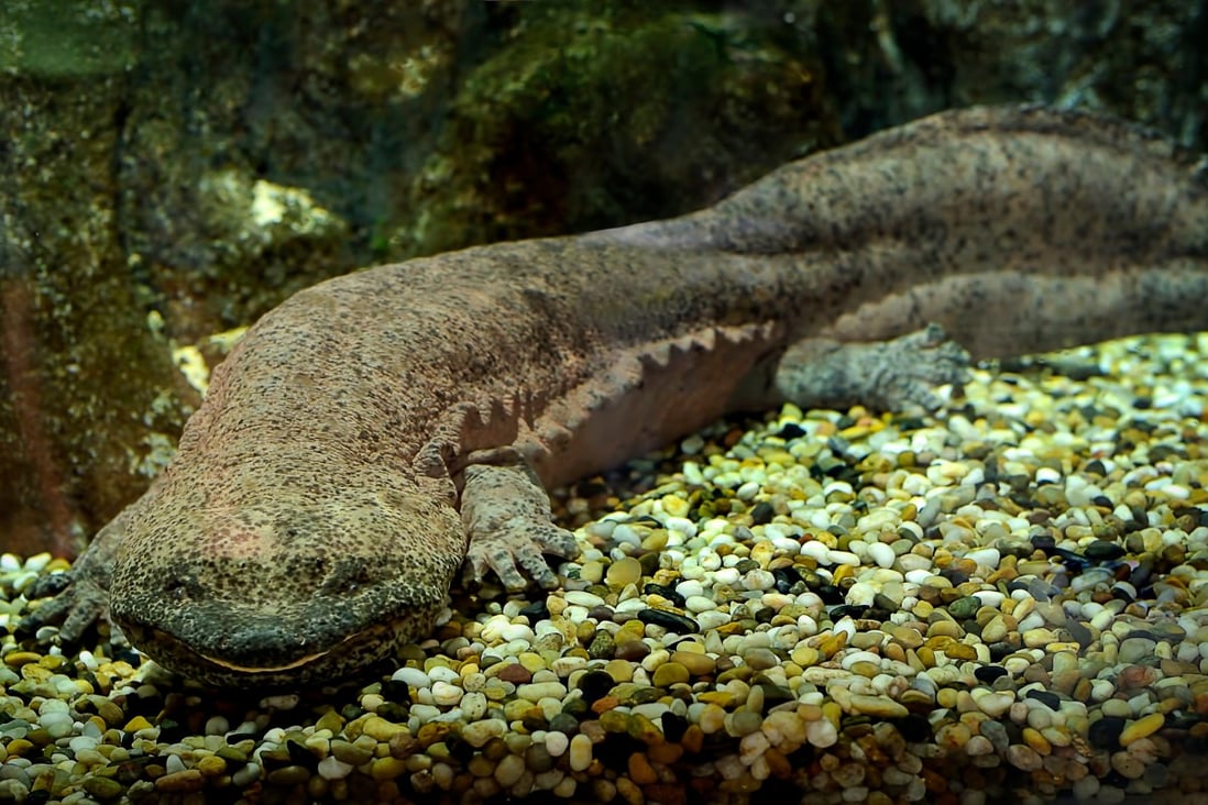 The Chinese giant salamander is known as a “living fossil”.  Photo: Shutterstock
