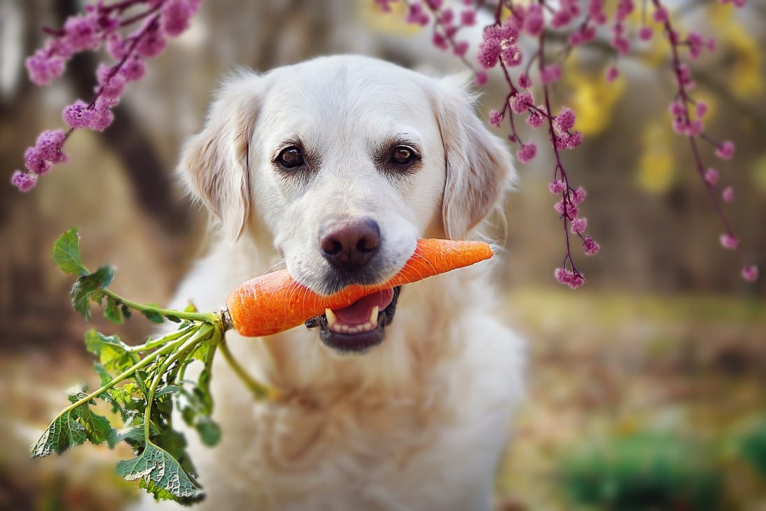 Plant-based eating is a growing trend, but is a vegan diet healthy for your pet? Photo: Shutterstock