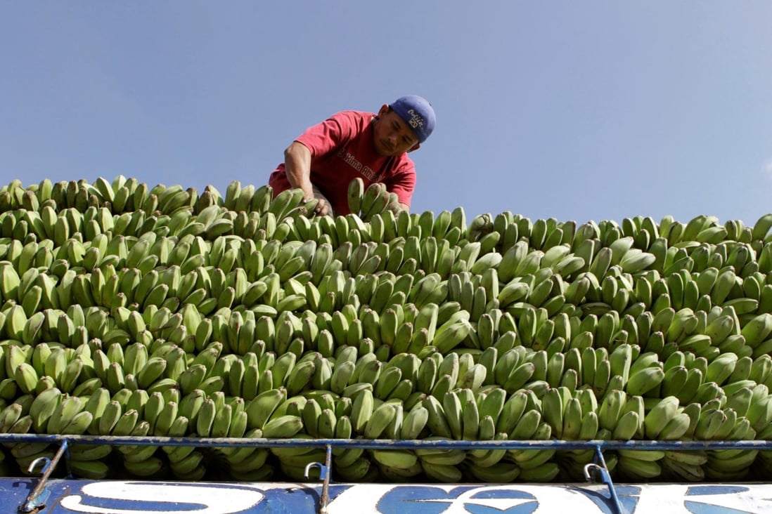 Philippine banana growers are on the brink of bankruptcy. Photo: Reuters