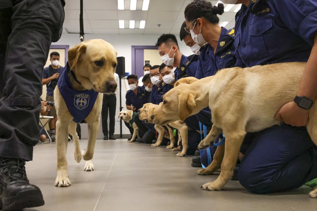 8 Labrador puppies bred to detect drugs, explosives under programme ...