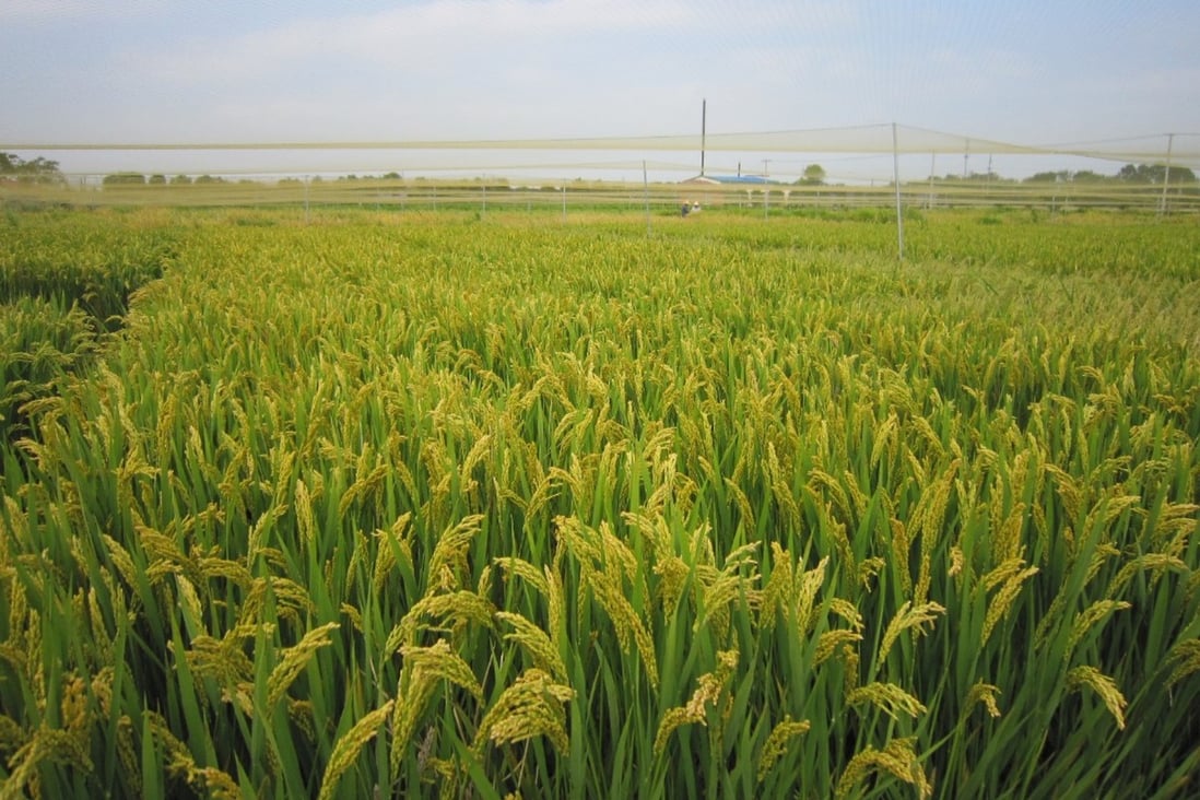 China scientists find a grain of hope in climate change rice research ...