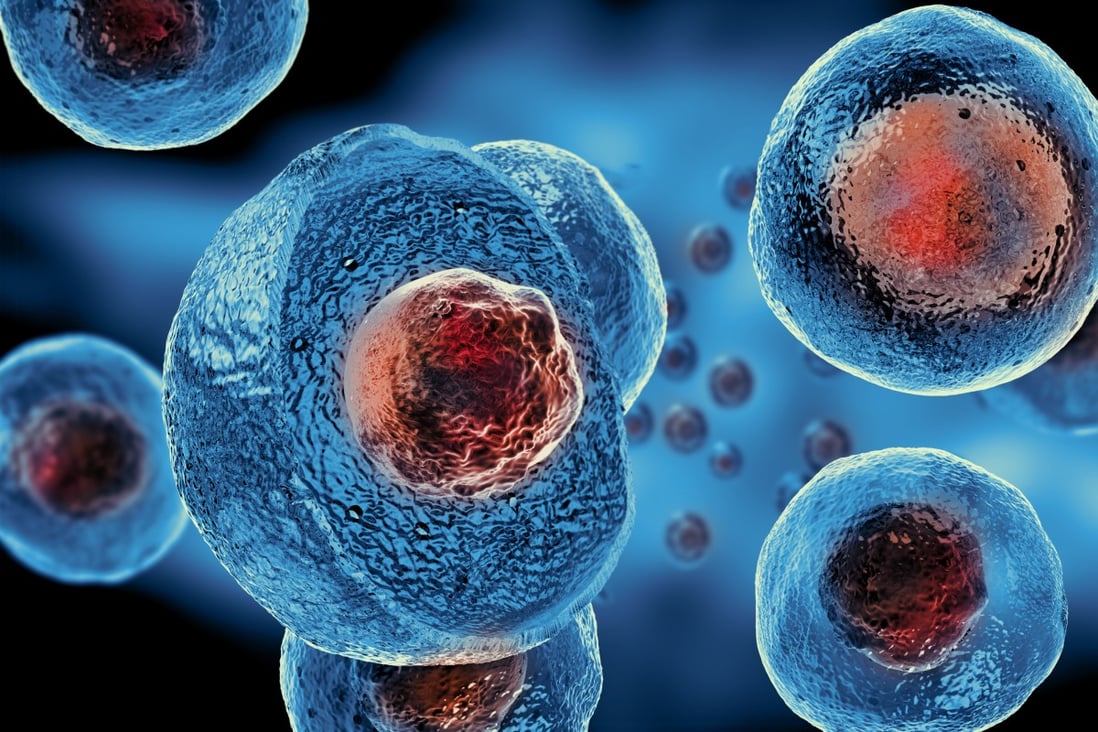 A Chinese team has found a way to turn pluripotent cells into totipotent cells. Photo: Shutterstock