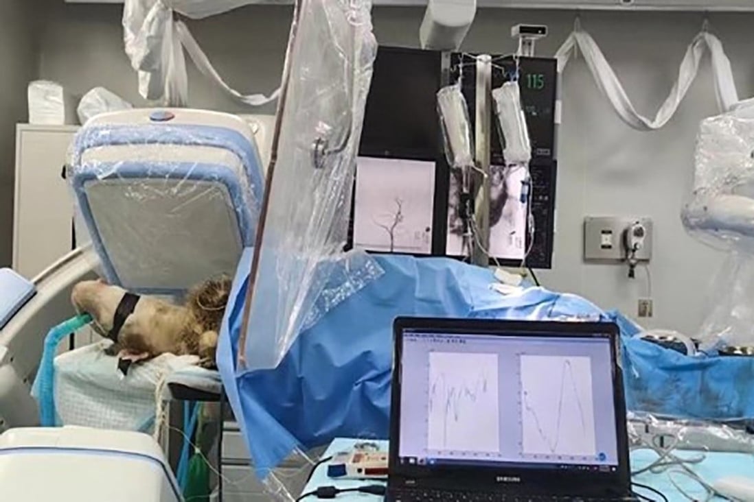 Researchers from Nankai University in Tianjin have implanted a sensor in a goat’s brain without piercing the skull. Photo: Nankai University