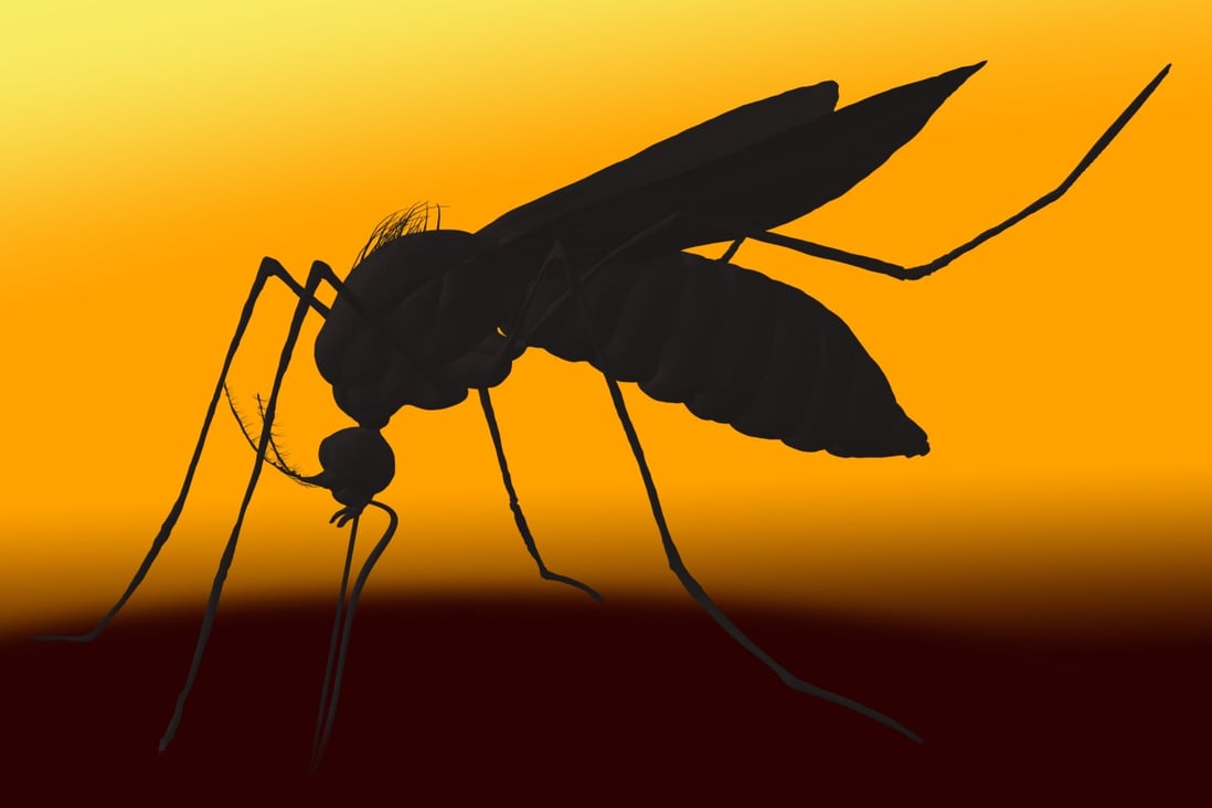 A team of Chinese researchers has found mosquitoes are more attracted to dengue and Zika-infected mice than healthy mice. Photo: BSIP/Universal Images Group via Getty Images