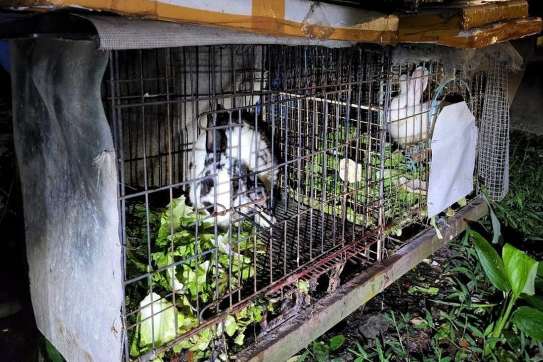 Hong Kong man, 66, arrested for alleged cruelty to 6 rabbits | South China Morning Post Hong Kong man, 66, arrested for alleged cruelty to 6 rabbits | South China Morning Post