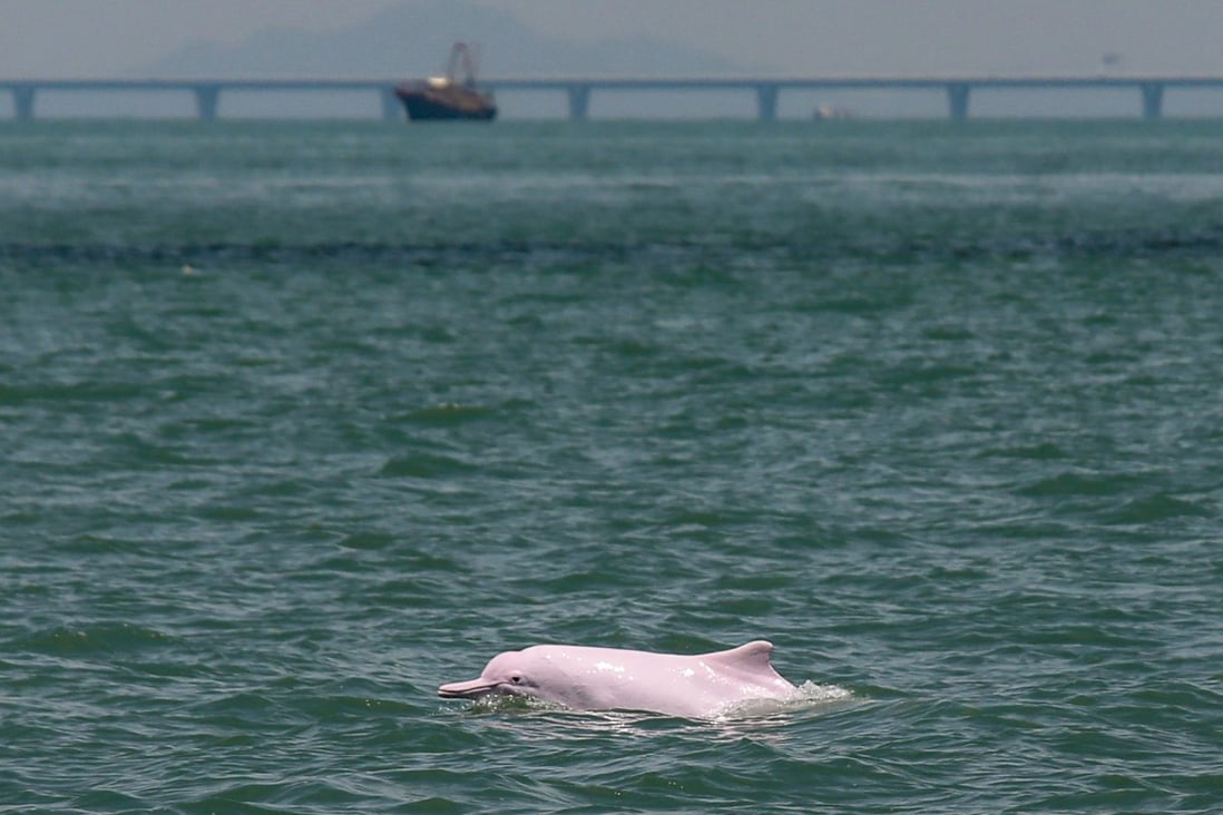 A Chinese white dolphin is seen in waters around Lantau on September 10, 2021. The number of these dolphins in Hong Kong waters has dropped considerably since 1997. Photo: Xiaomei Chen