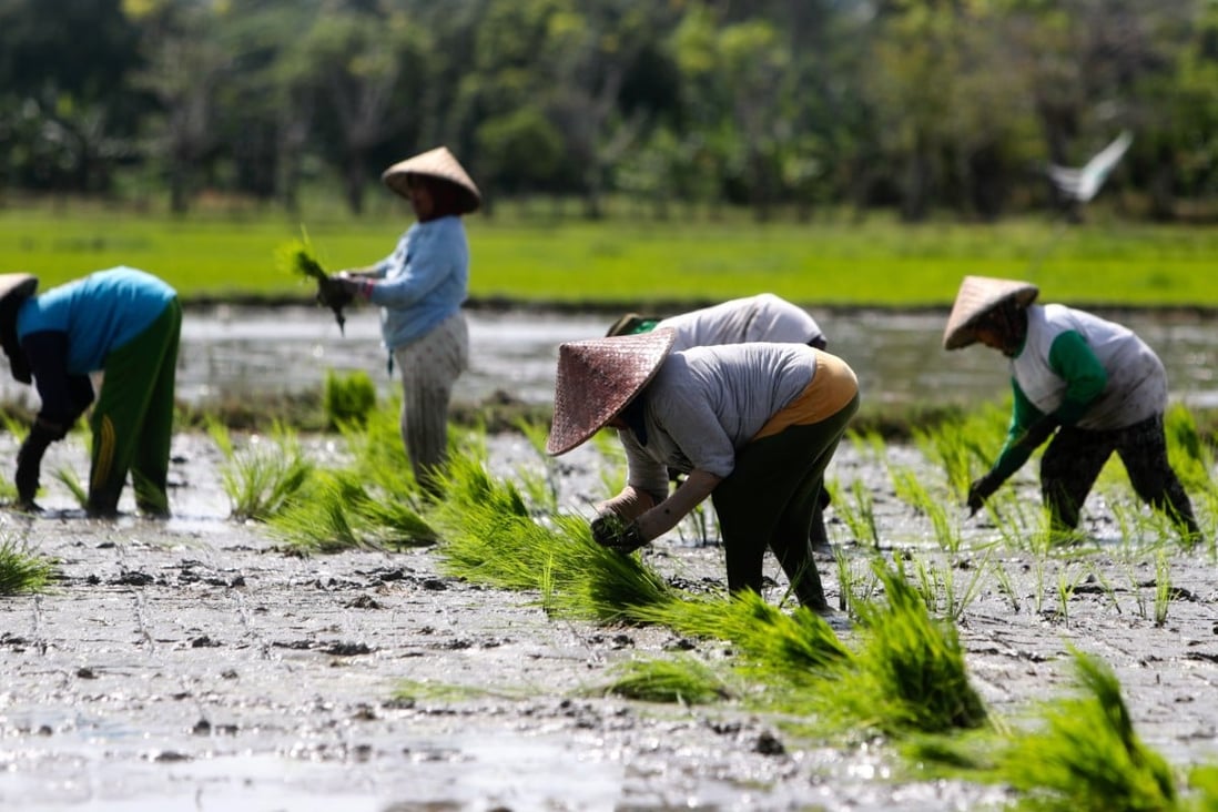 Farmers prepare paddy fields to grow rice in Bogor, Indonesia, last month. Photo: EPA-EFE