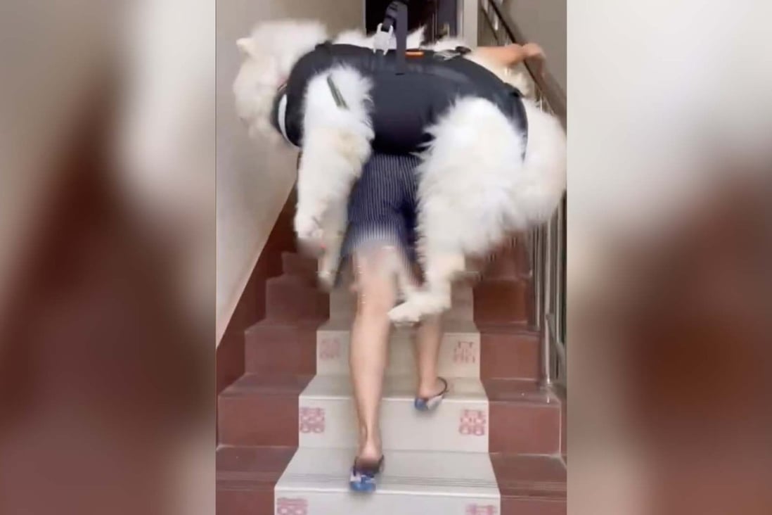 A woman in China was lauded for making the effort to carry her elderly dog up the stairs every day. Photo: SCMP composite