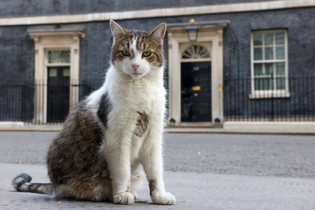 Larry the cat is seen outside 10 Downing Street on Tuesday. Photo: Bloomberg
