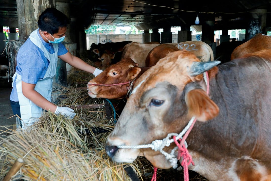 A marine and agricultural food security officer inspects a cow at a cattle shop to prevent the spread of foot and mouth disease in Tanjung Priok, Indonesia’s North Jakarta. Photo: Reuters