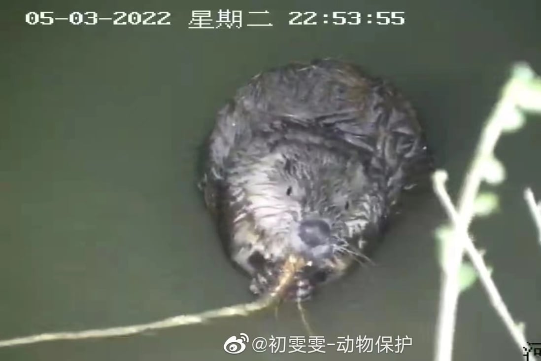 The Mengxin beaver has become a social media star, thanks to conservationists in far western China. Photo: Chu Wenwen