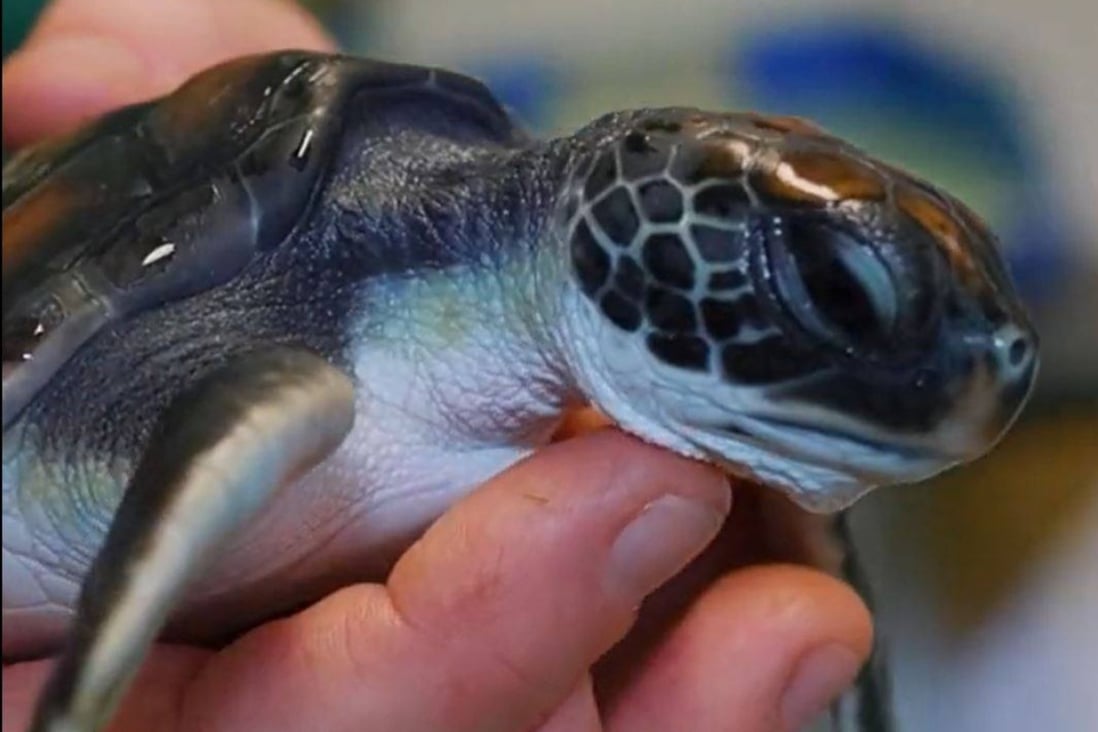 The turtle that was rescued by Sydney’s Taronga Zoo and defecated six days of plastic. Photo: Twitter / @TarongaZoo