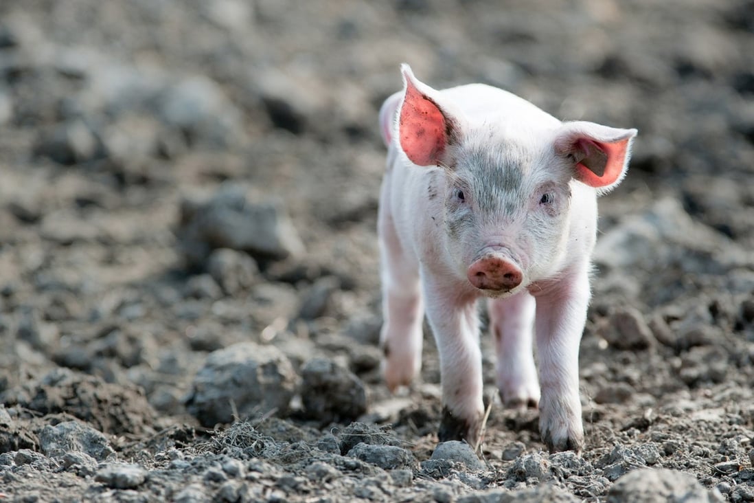 Research published in the journal Nature on Wednesday challenges the assumption that tissue death is swift and irreversible, as scientists were able to restore the function of several organs an hour after pigs’ hearts had stopped. Photo: TNS