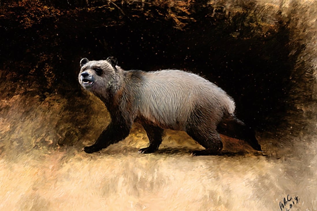An artist rendition of a newly identified ancient panda. Photo: Journal of Vertebrae Palaentology