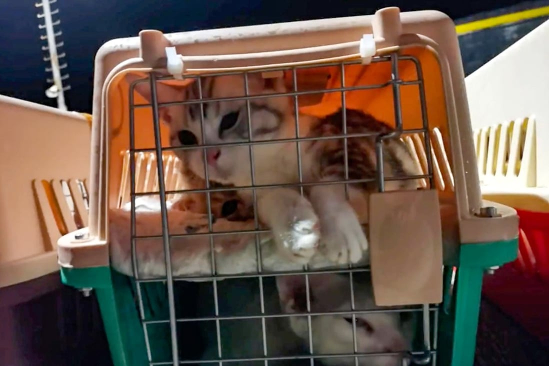 The pets were found crammed into crates on the speedboat. Photo: Handout