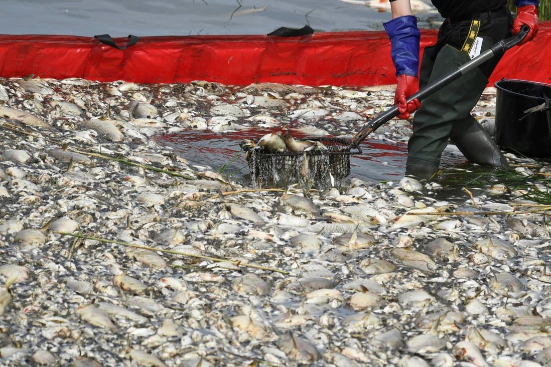 Dead fish are removed from the Oder river in Krajnik Dolny, Poland on Friday. Photo: Reuters  