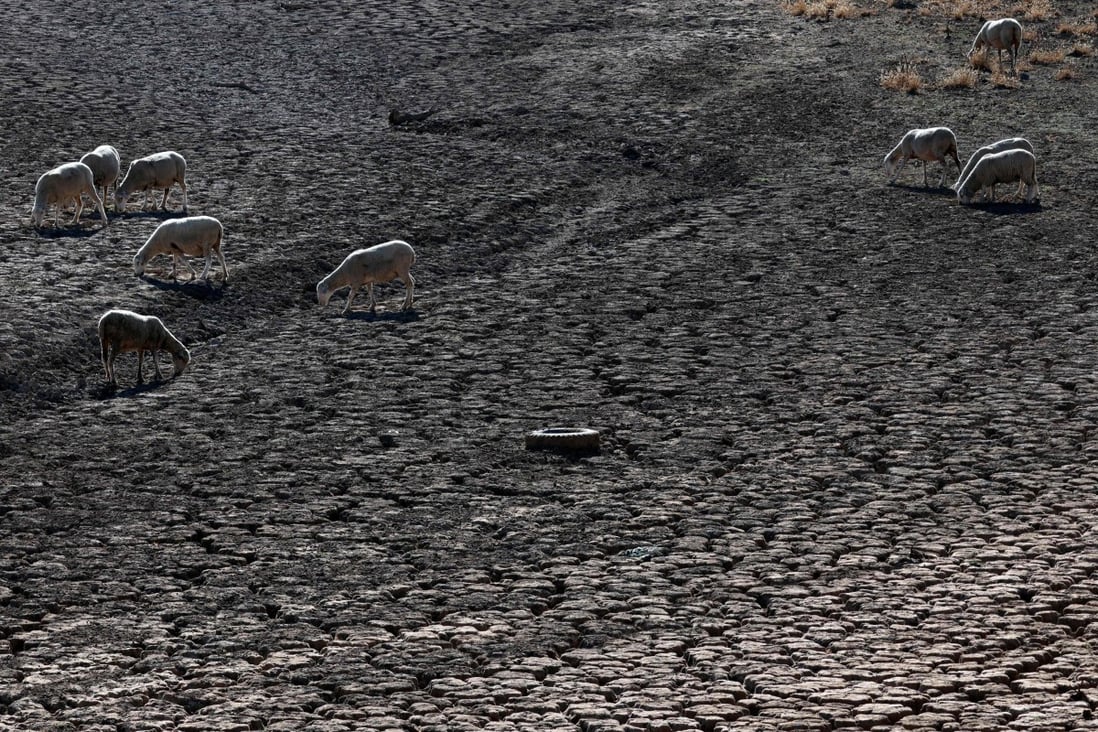 Sheep graze on the Guadiana River’s dry bed in Villarta de los Montes, in the central Spanish region of Extremadura on Tuesday. Scientists say human-induced climate change is making extreme weather, including heatwaves and droughts, more frequent and intense. Photo: AFP