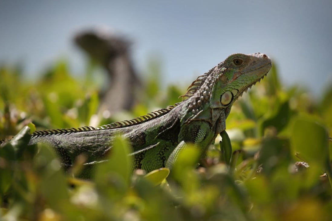 An Indian man was arrested at a Thai airport attempting to smuggle 17 live animals including iguanas. File photo: Getty Images/TNS