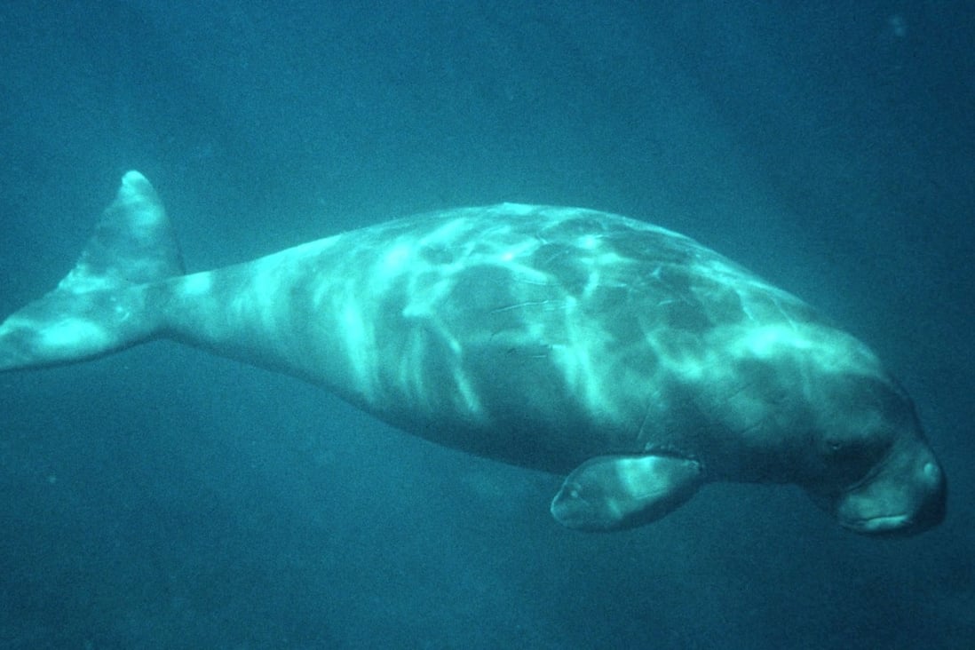 Most of the world’s remaining dugongs are found along the northern coast of Australia. Photo: Reuters