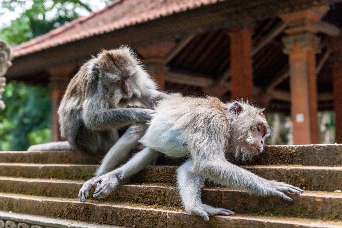 Monkeys in Indonesia use stones as sex toys, study suggests, in new example of creative tool use in animals. Photo: Getty Images/File