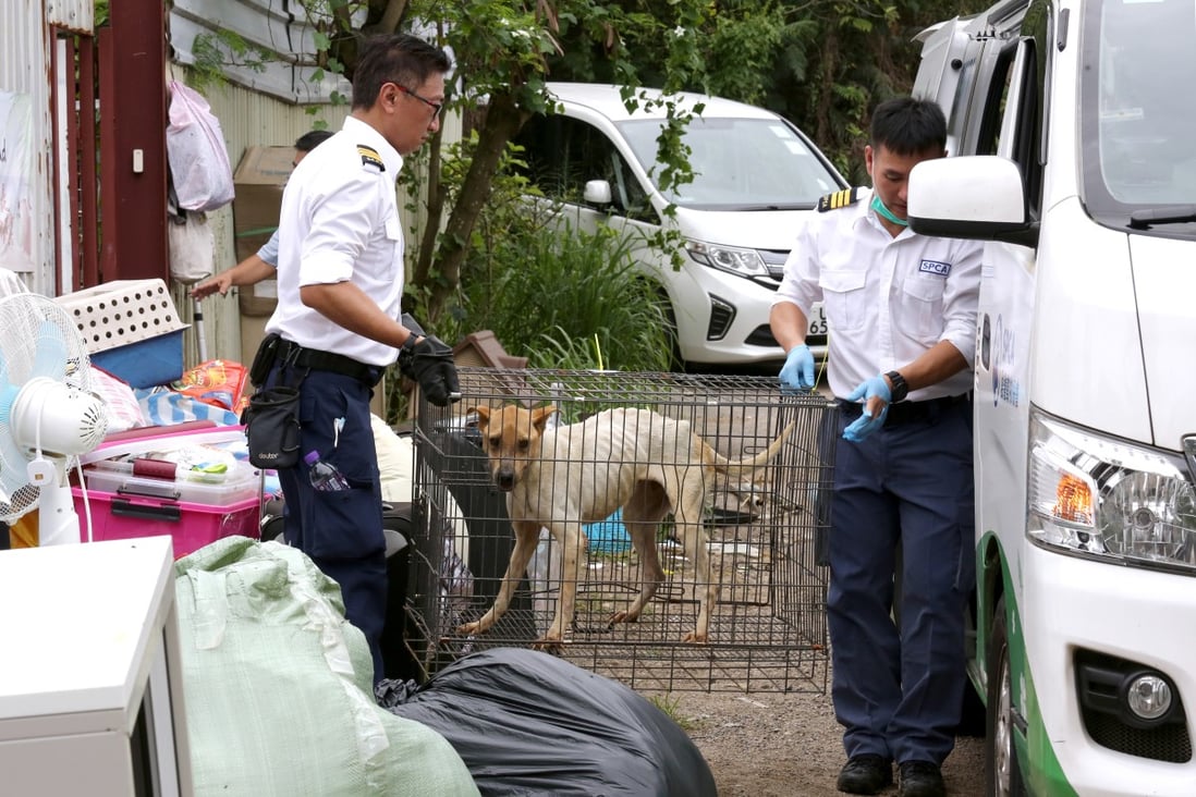 More bite, please: Hong Kong animal rights groups say new anti-cruelty bill with stiffer penalties not tough enough | South China Morning Post More bite, please: Hong Kong animal rights groups say new anti-cruelty bill with stiffer penalties not tough enough | South China Morning Post