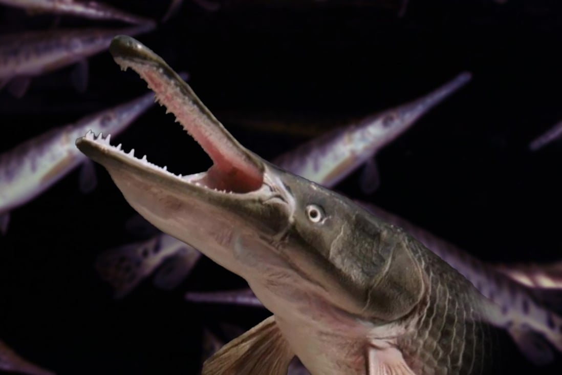 There are fresh reports of ‘monster fish’ on the loose several Chinese provinces after a pair of invasive alligator gar fish were caught over the weekend. Photo: SCMP artwork