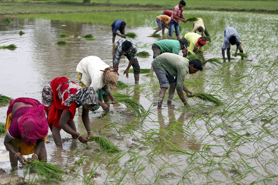 More than 90 per cent of the world’s rice is produced and consumed in the Asia-Pacific region. Photo: Reuters