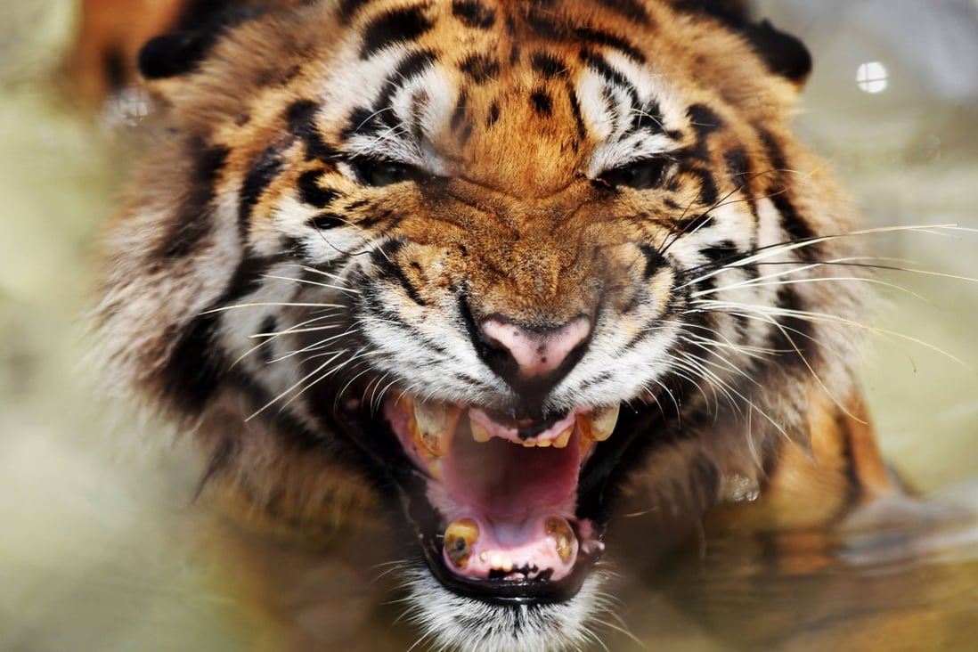 A Bengal tiger is seen at Alipore Zoological Garden in Kolkata. Photo: AFP