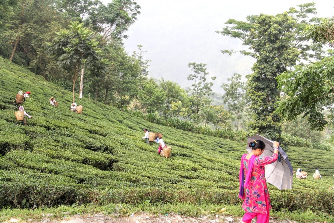 At the Glenburn Tea Estate, near Darjeeling, India, two colonial-era bungalows have been restored to offer eight guest suites and communal living and dining areas. Photo: Kalpana Sunder