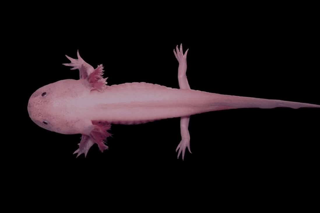 Chinese scientists whose study of the axolotl’s ability to regenerate cells after injury was published in Science journal say their findings have the potential to help improve the regenerative capability of mammalian and human brains in the future. Photo: BGI